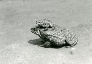 Un crapaud européen assis sur un crapaud géant de canne, zoo de Londres, août 1923 - Frederick William Bond